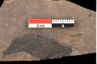 Foto (Detailansicht) von Alnus gracilis Unger (NHMW-GEO-2024-0188-0737)